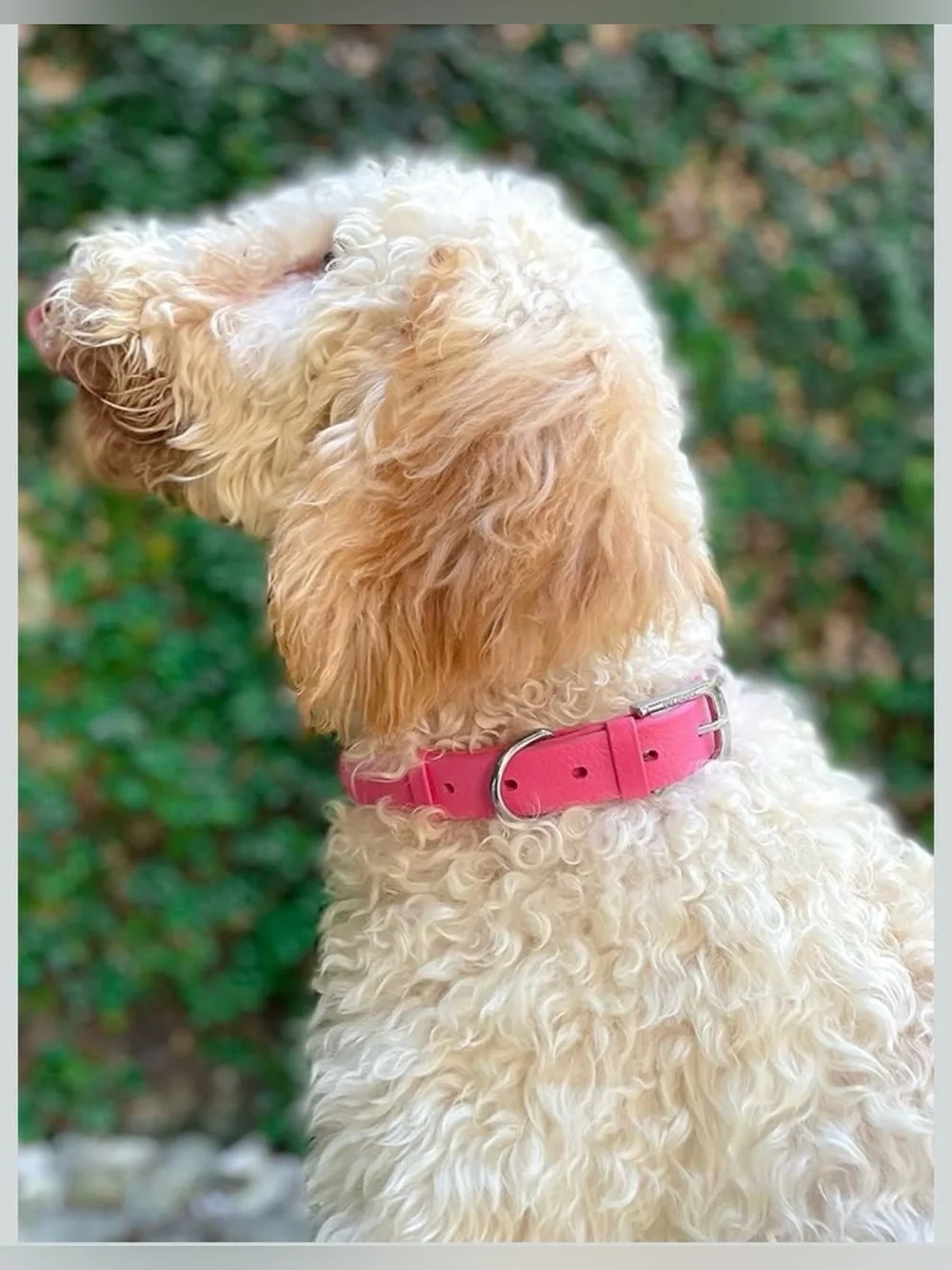 Tuff Pupper Classic Heavy Duty Dog Collar | 10x Stronger Than Leather | 100% Wat